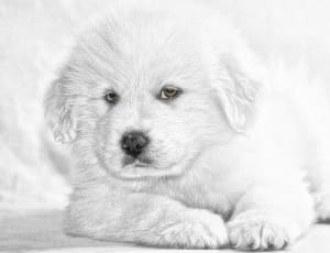 white long coat puppy sketch thumbnail