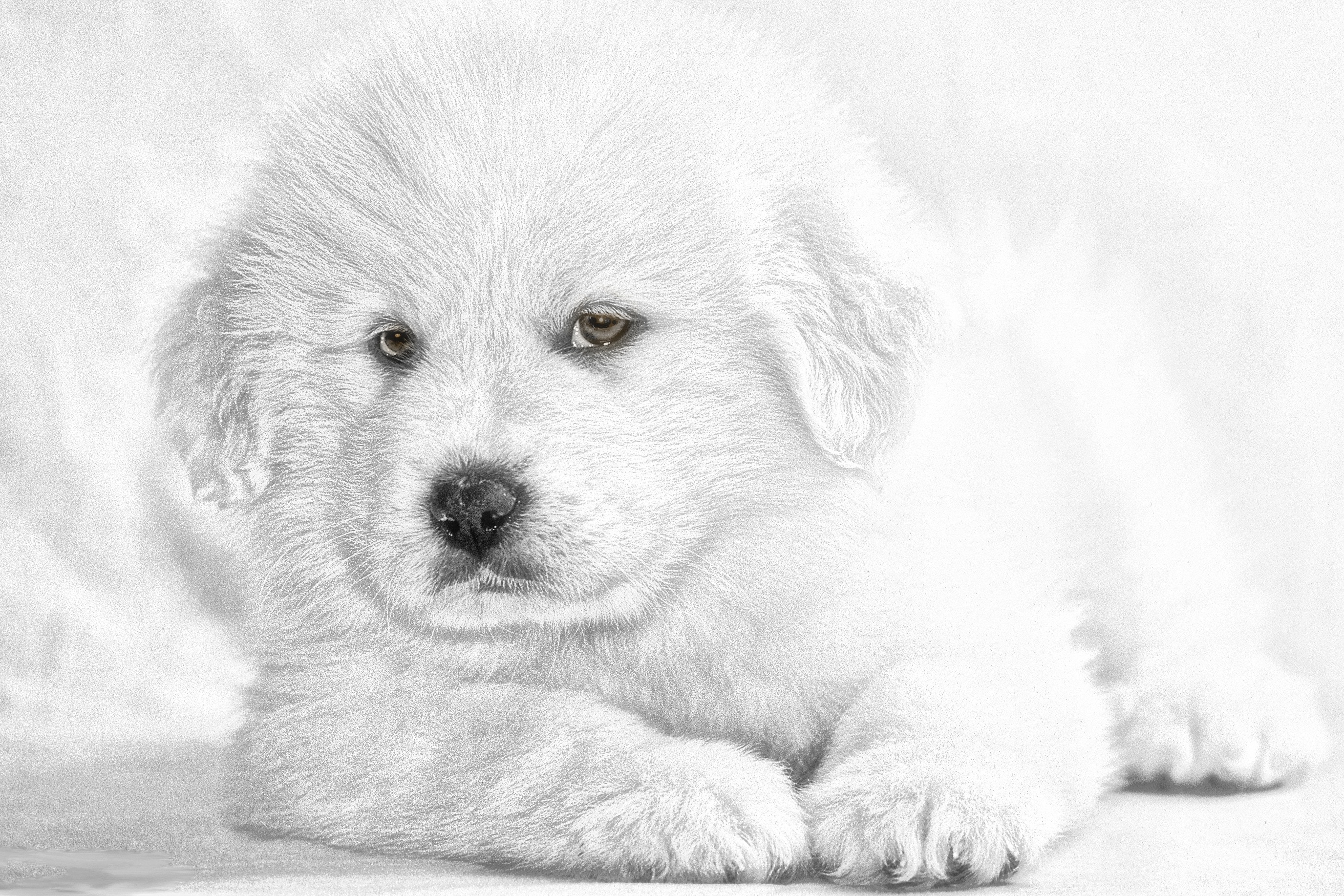 white long coat puppy sketch