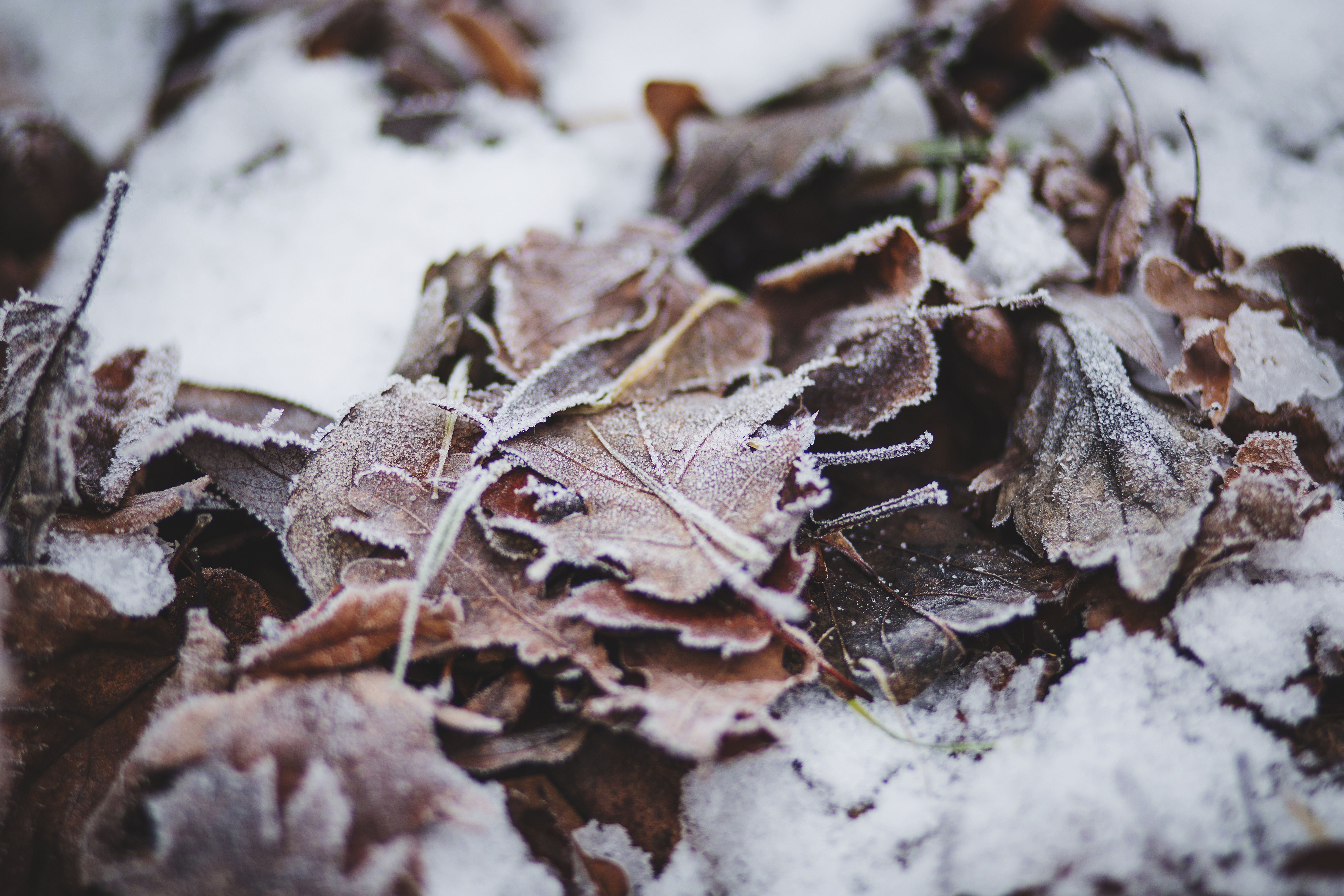 Заморозка листьев. Листья зимой. Заморозки зимой. Мерзлые листья. Сухие листья зимой.