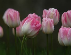 white and pink flowers photography thumbnail