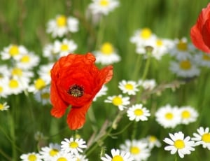Brightly Colored, Red, Spring, Poppy, flower, petal thumbnail