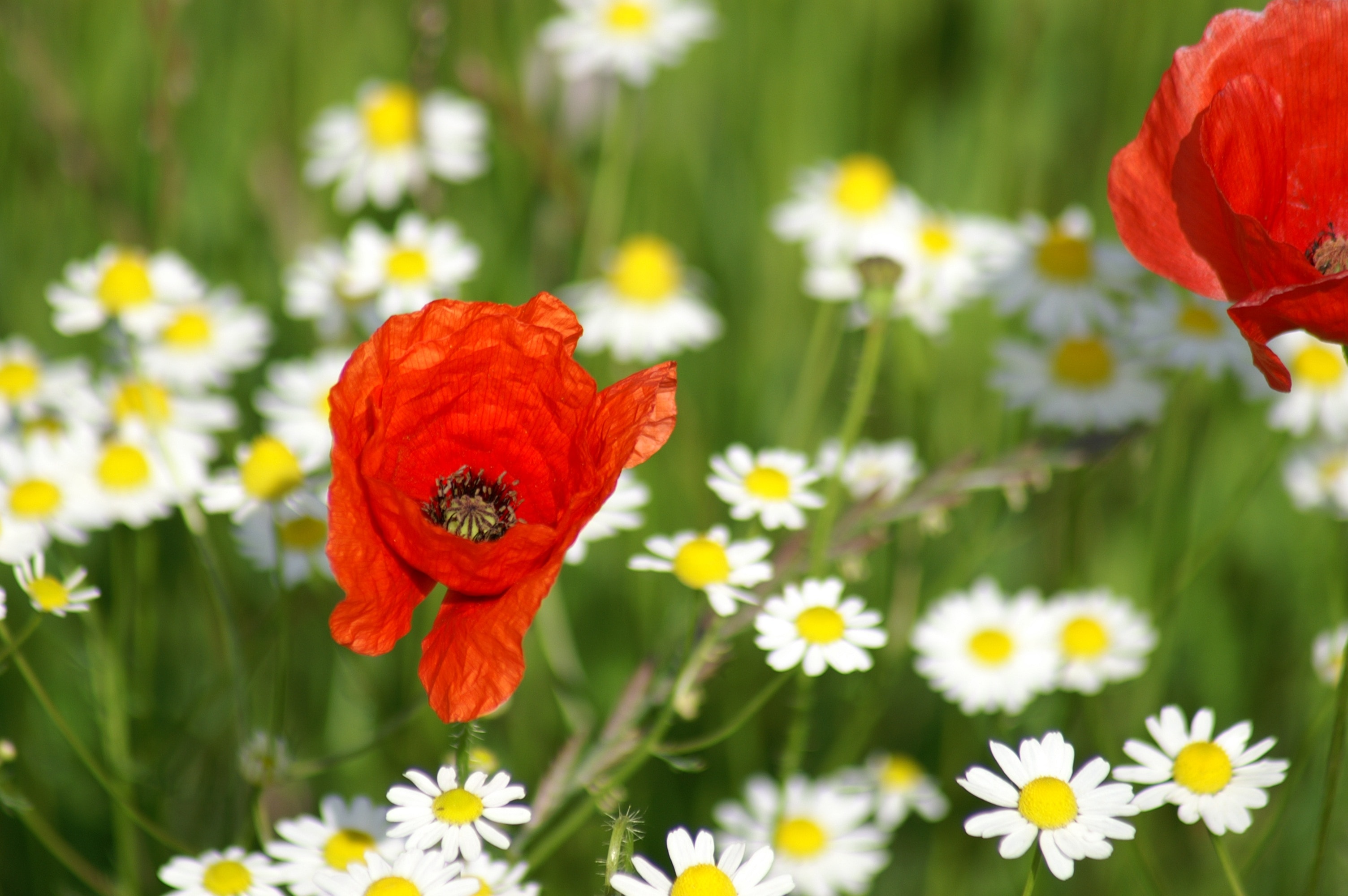 Brightly Colored, Red, Spring, Poppy, flower, petal