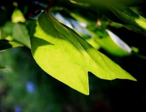 Translucent, Ivy, Young, Leaves, Green, leaf, green color thumbnail
