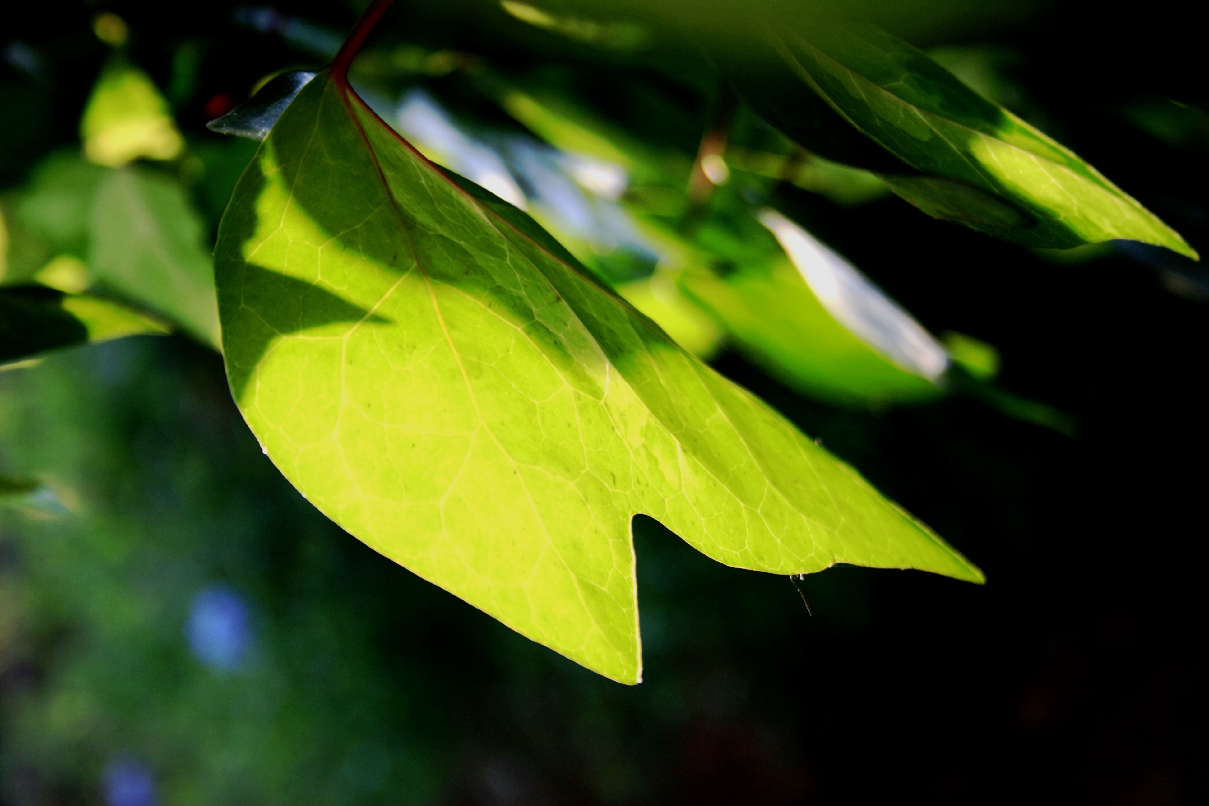 Translucent, Ivy, Young, Leaves, Green, leaf, green color