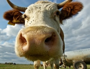Pasture, Animals, Sky, Prato, Cow, livestock, cow thumbnail