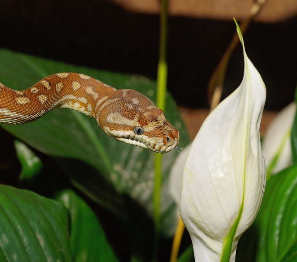 Snake, Morelia Bredli, Carpet Python, one animal, snake preview