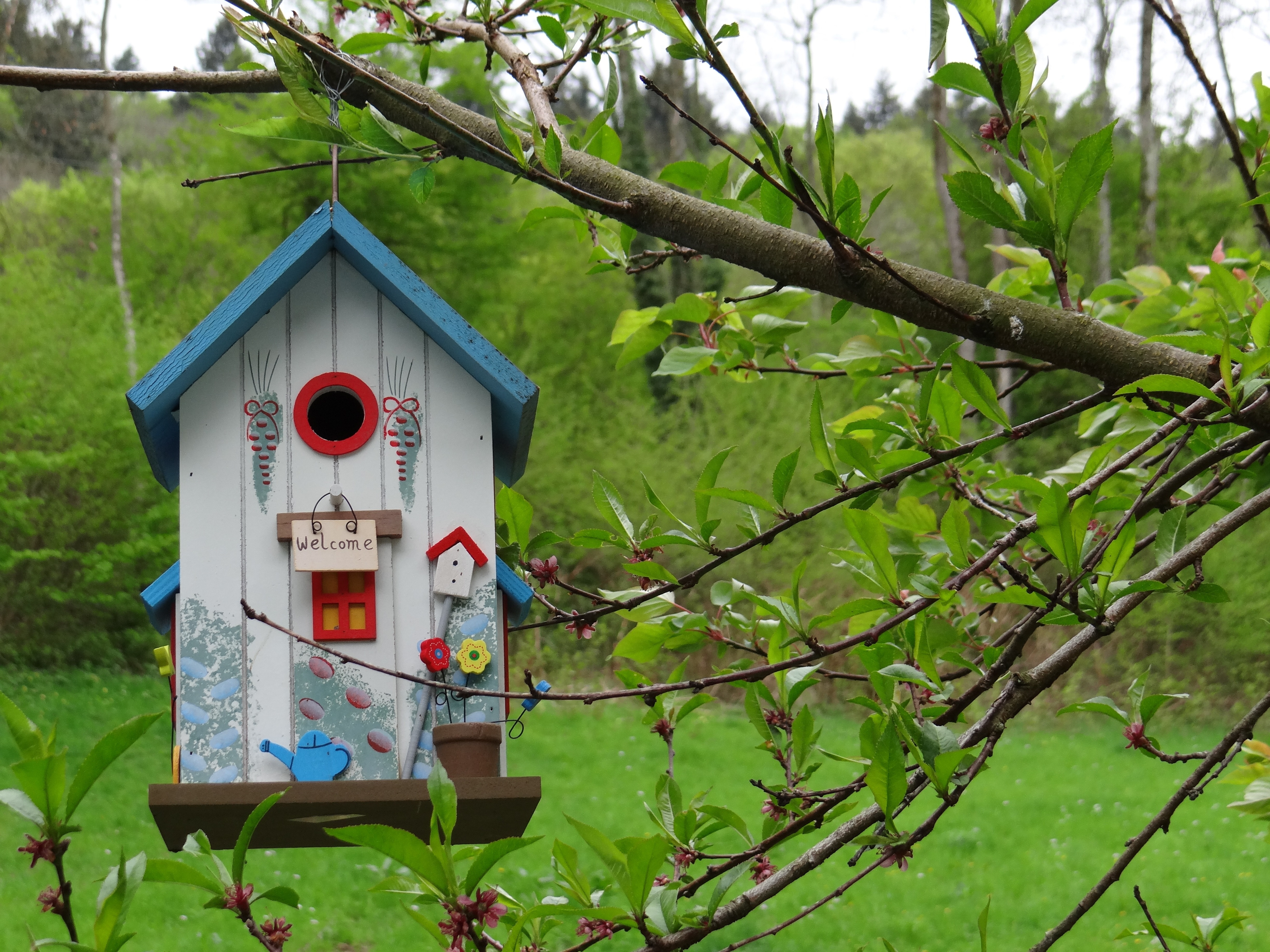 blue, white, and brown wooden bird house hanging on a tree branch