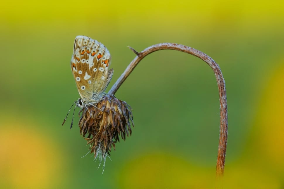 common blue butterfly preview