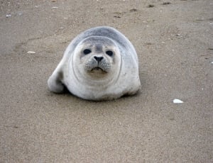 gray seal on gray sand during daytime thumbnail