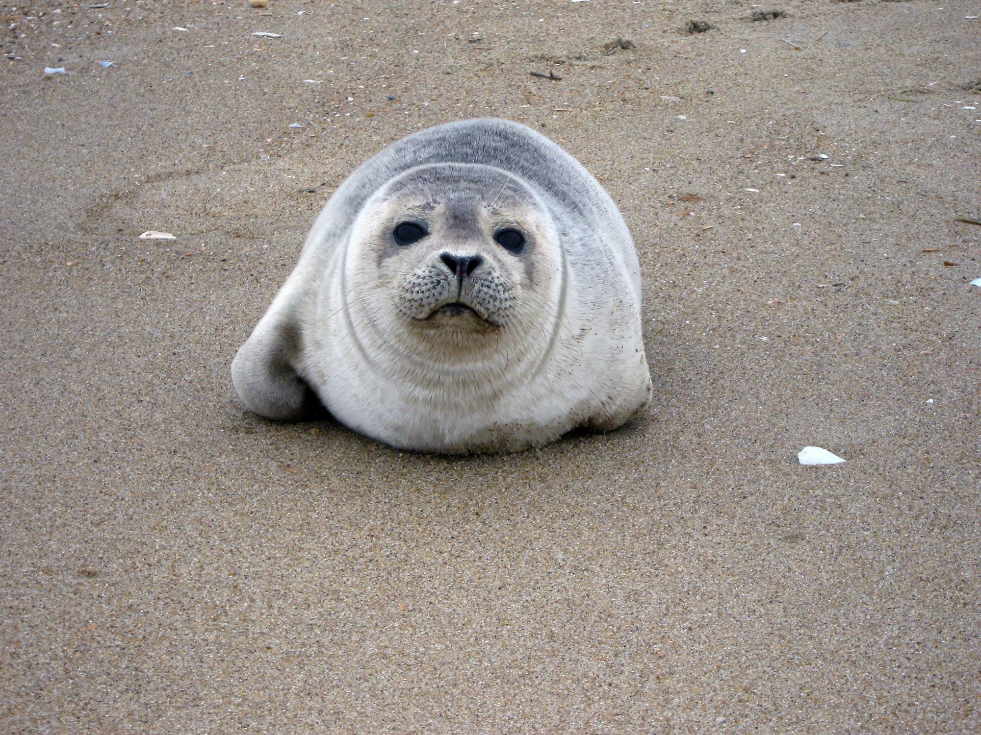 gray seal on gray sand during daytime