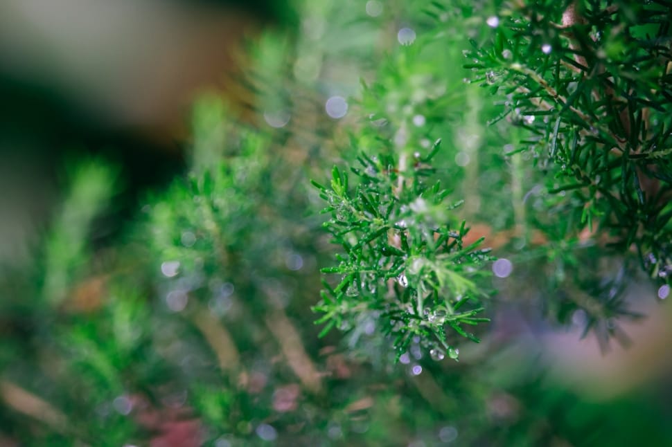 green leafed tree preview