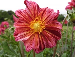 red and yellow petaled flower thumbnail