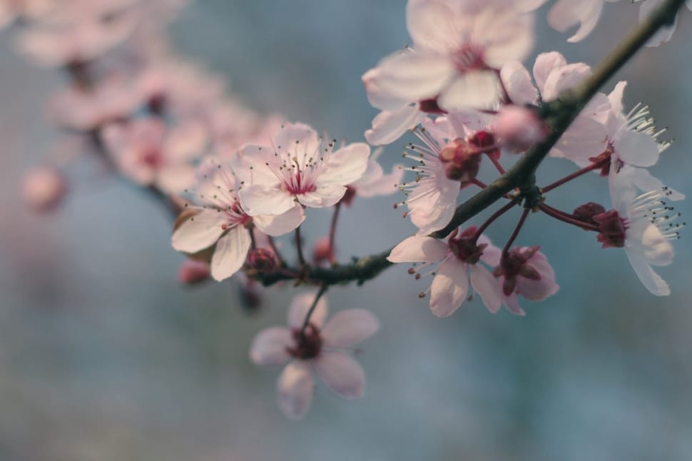 pink cherry blossoms preview