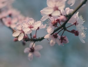 pink cherry blossoms thumbnail