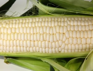 Corn, Cone, Food, corn on the cob, healthy eating thumbnail