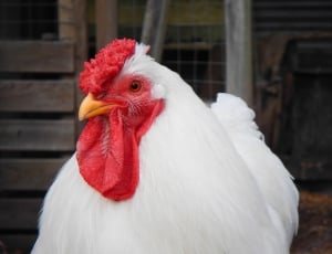 white rooster thumbnail