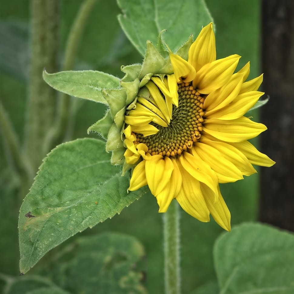 Sun Flower, Helianthus, Plant, Yellow, flower, yellow preview