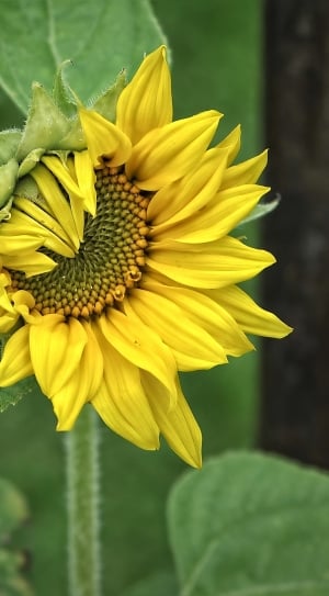 Sun Flower, Helianthus, Plant, Yellow, flower, yellow thumbnail