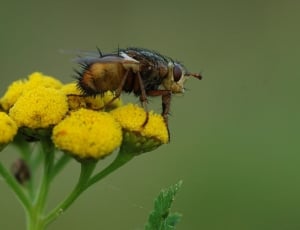 Macro, Ugly, Fly, Hairy, Flower, Bug, insect, flower thumbnail