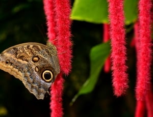 Butterfly, Chenille, Pusstail, Gardens, one animal, reptile thumbnail