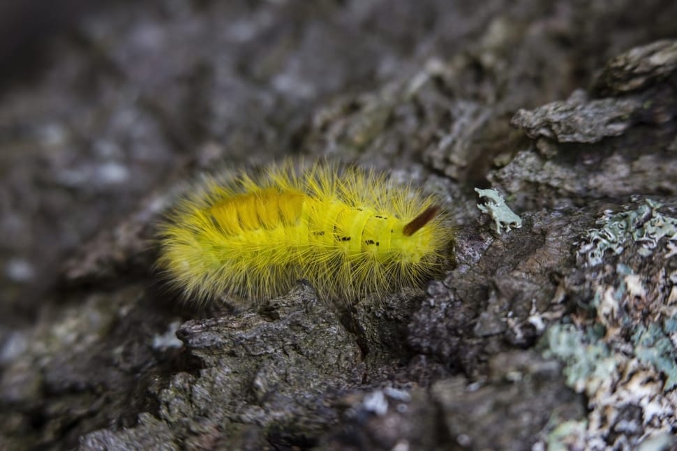 rock, yellow, worm, caterpillar, one animal, animal wildlife preview