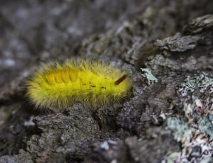 rock, yellow, worm, caterpillar, one animal, animal wildlife thumbnail