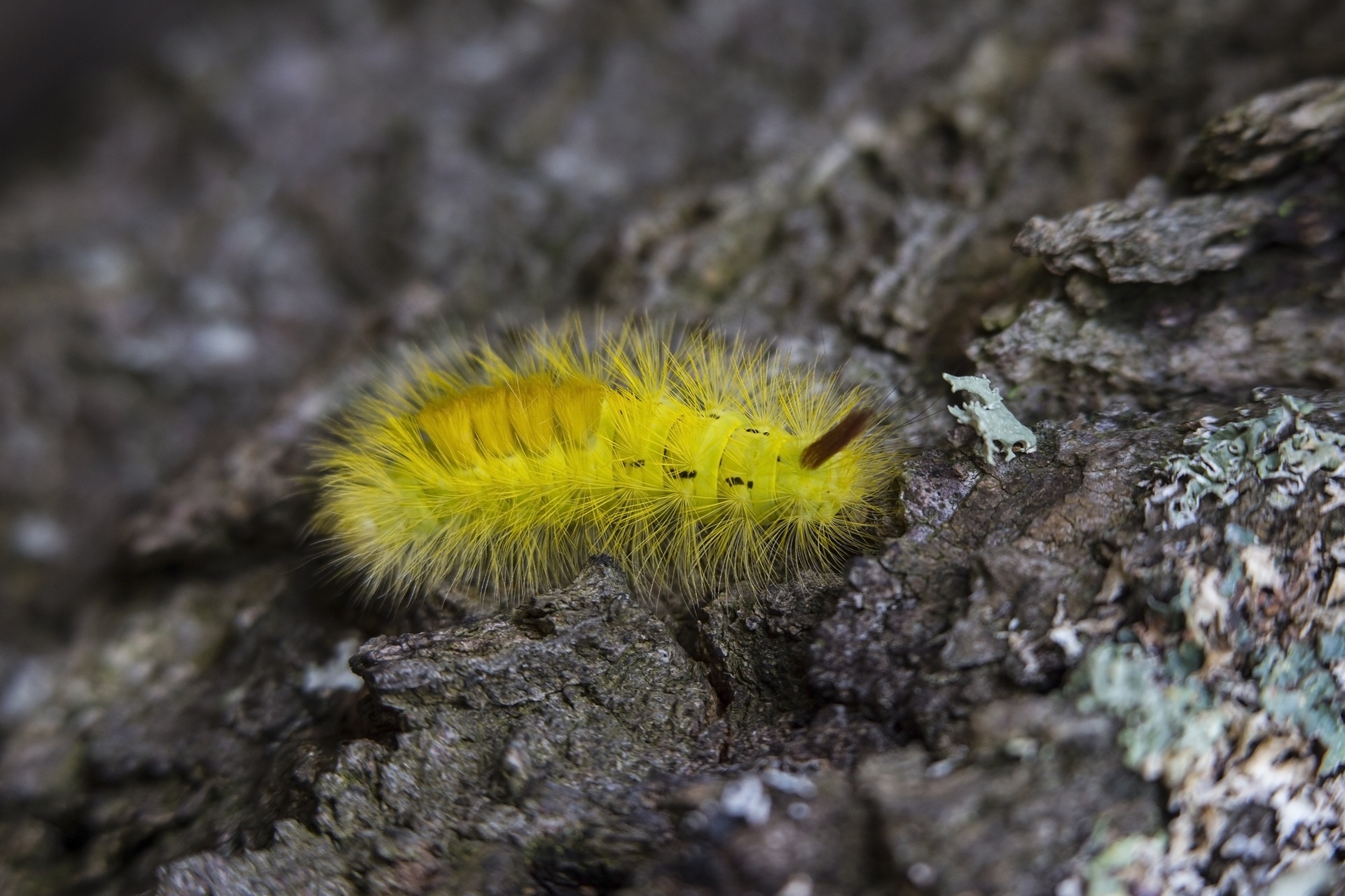 rock, yellow, worm, caterpillar, one animal, animal wildlife