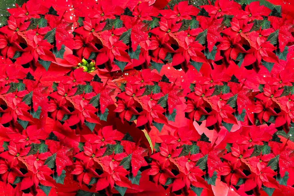 poinsettas red flowers preview