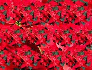poinsettas red flowers thumbnail