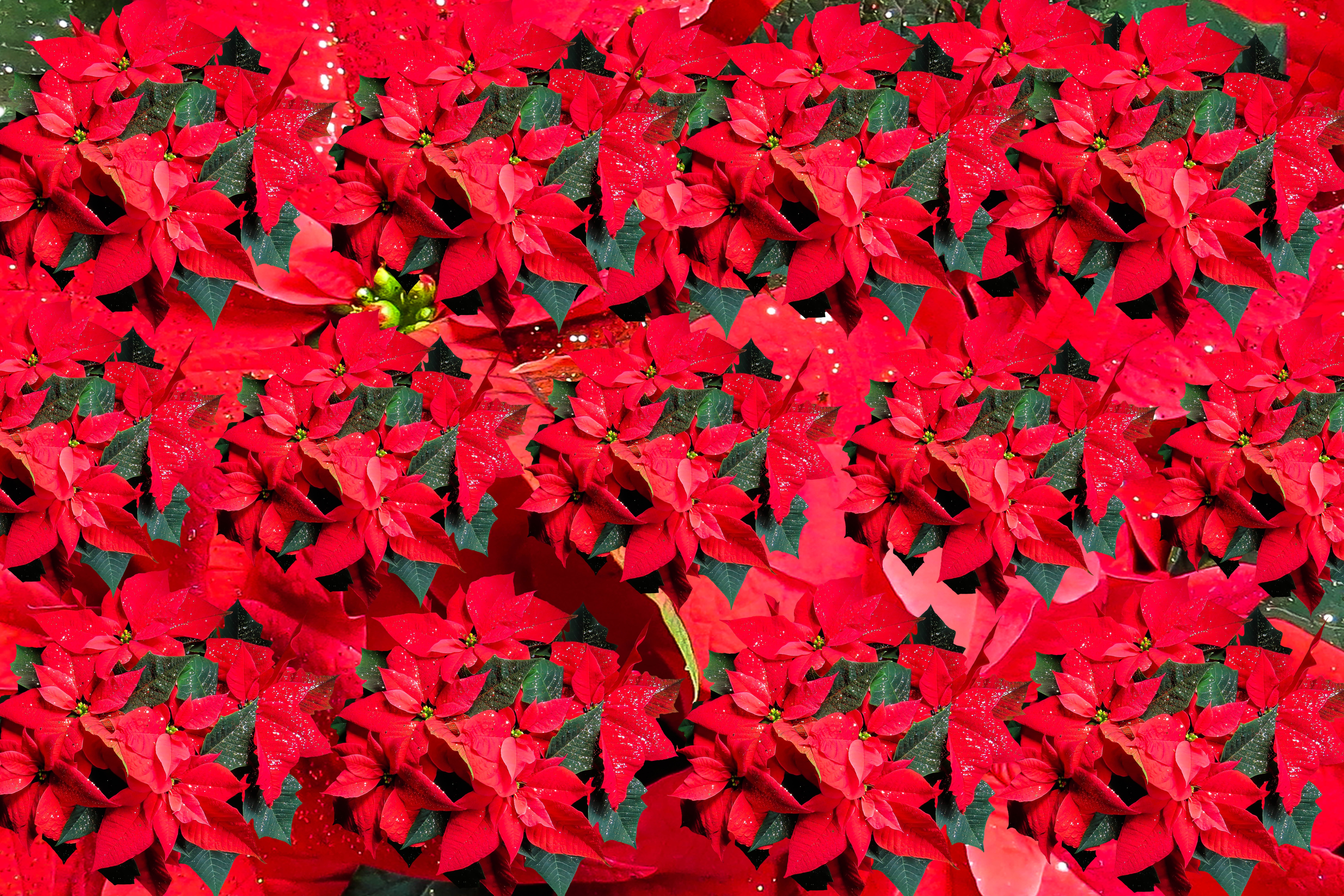poinsettas red flowers
