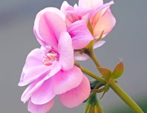 pink multipetal flower thumbnail