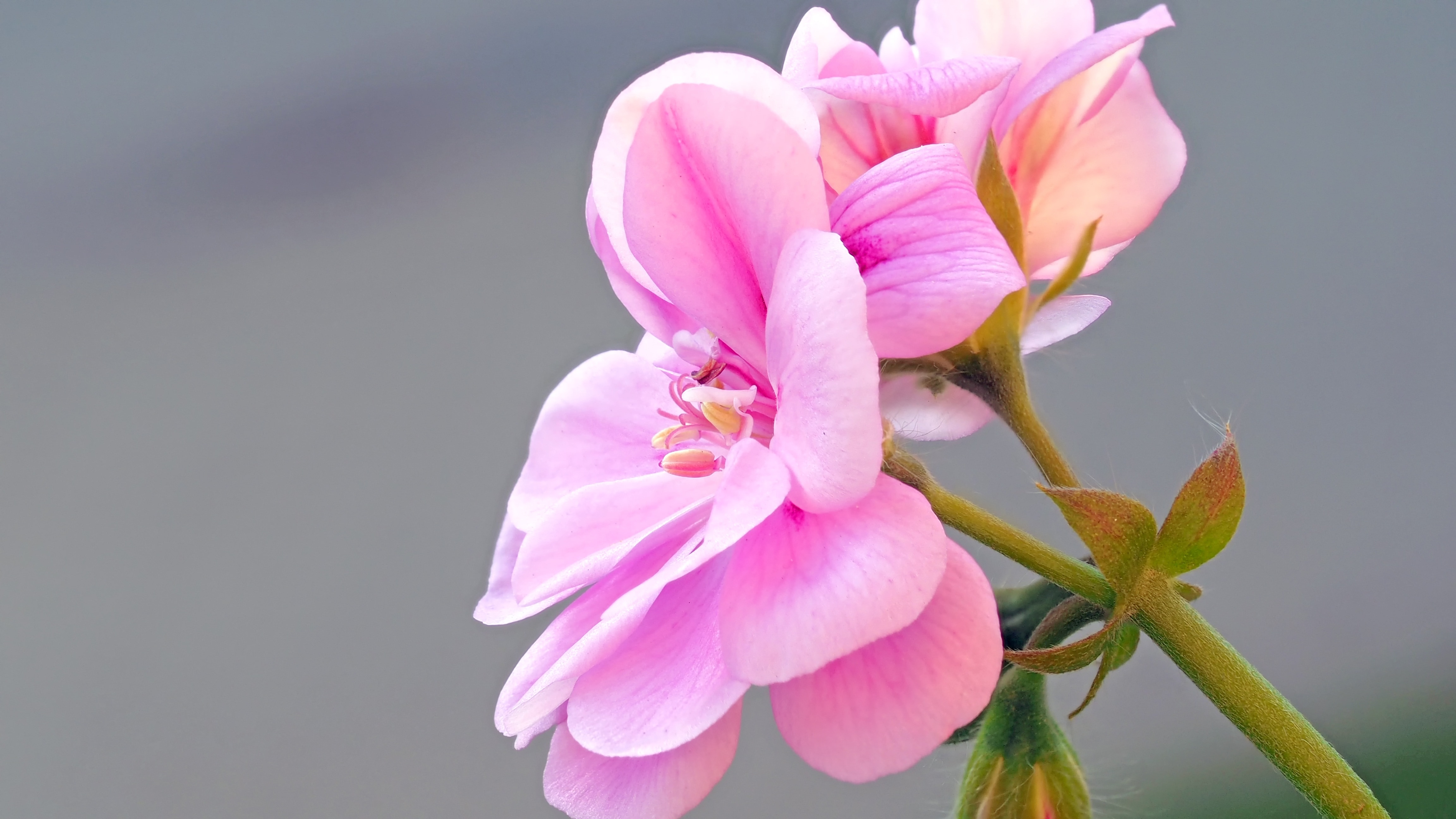 pink multipetal flower