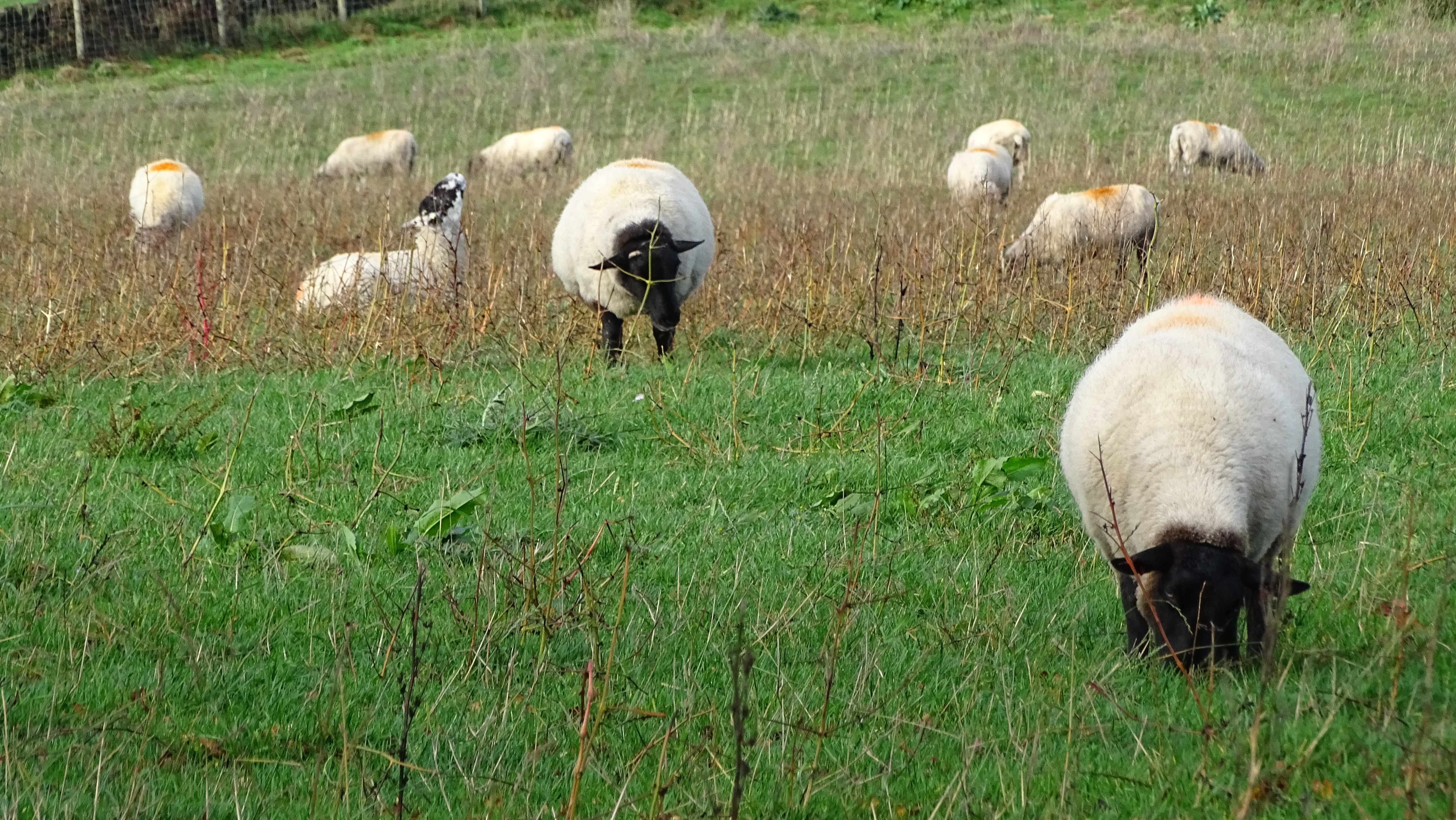 sheep eating grass at daytime