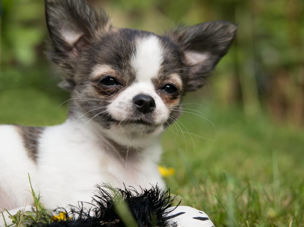 black and white chihuahua puppy preview