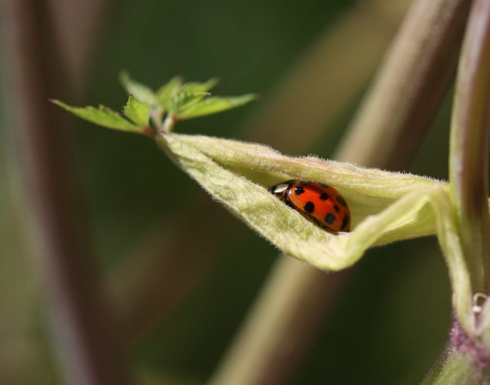 lady bug in green leaf plant preview