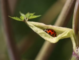 lady bug in green leaf plant thumbnail