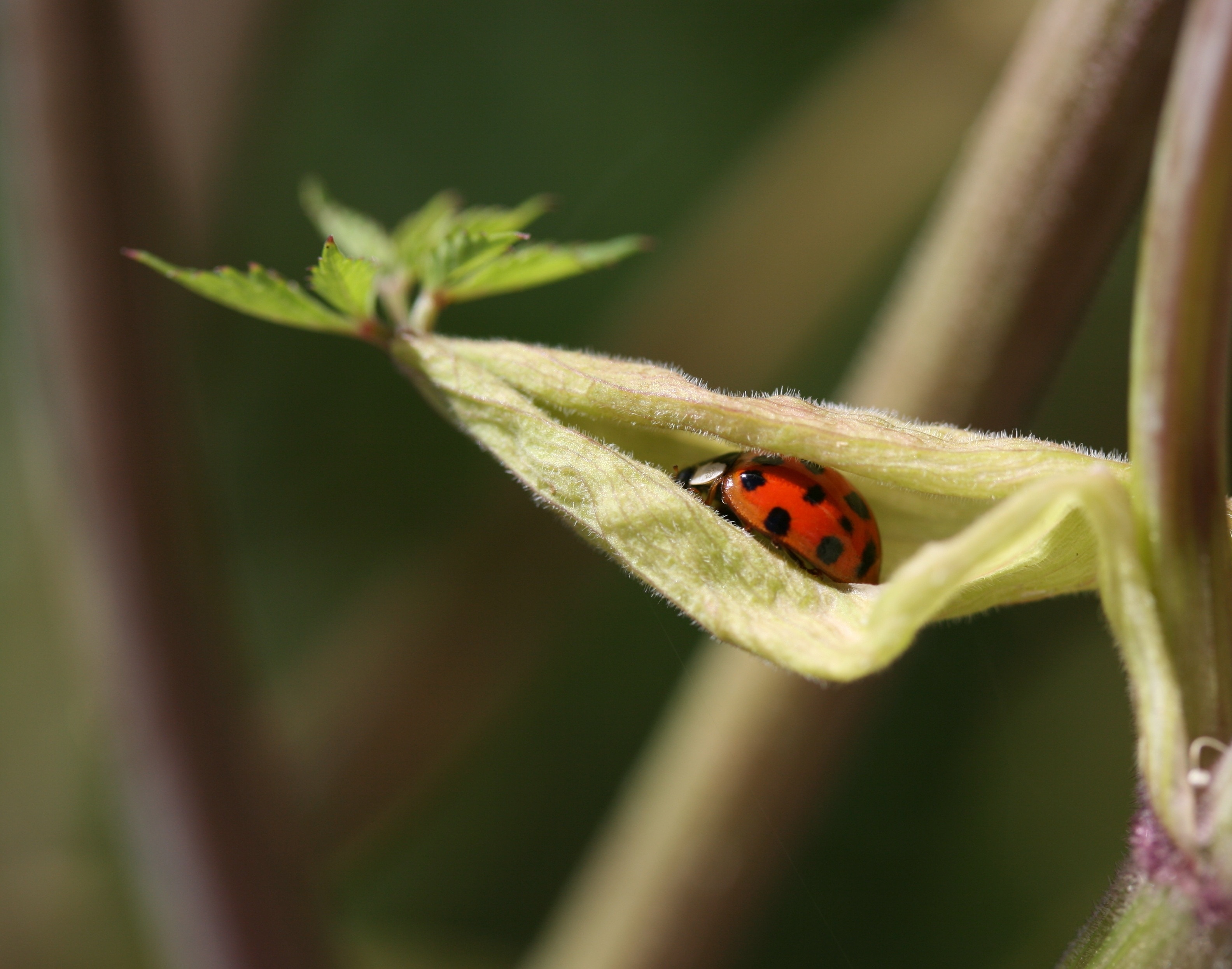 lady bug in green leaf plant