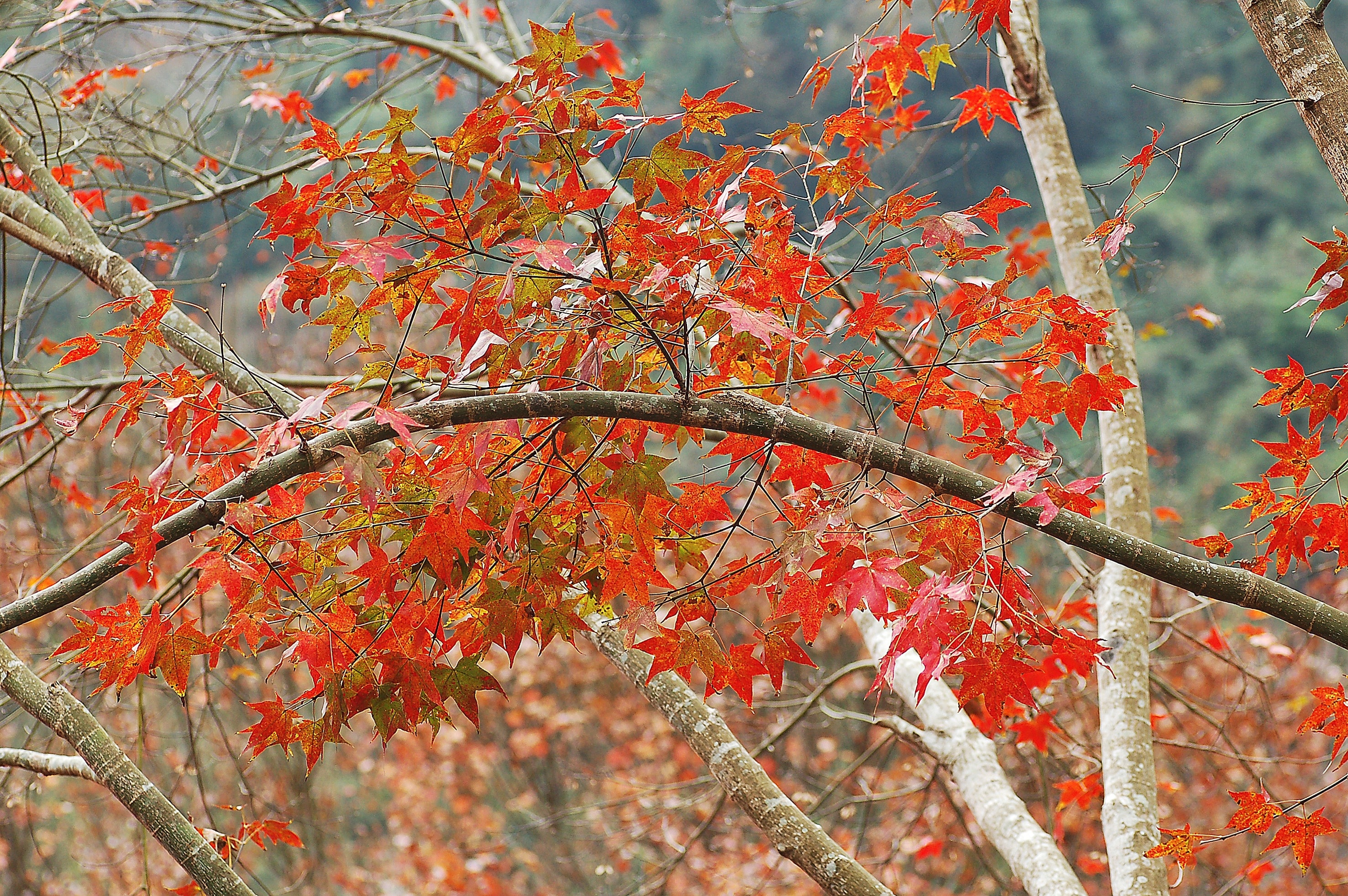 orange maple leafs