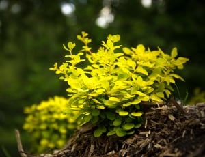 photo of green plants thumbnail