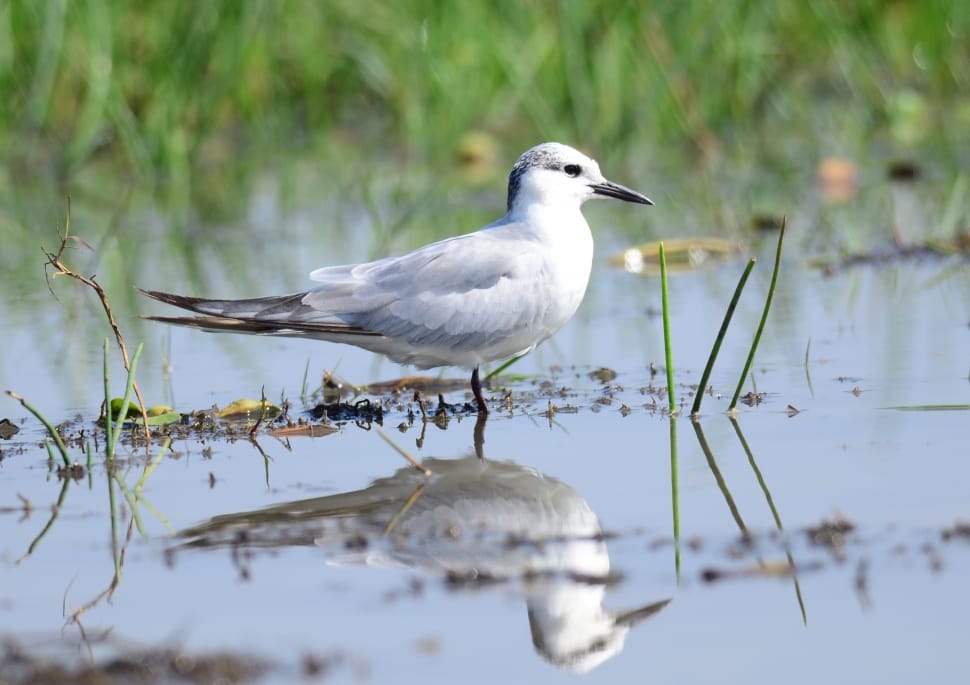 Wetland, Whiskered, Marsh, Bird, Tern, bird, animals in the wild preview