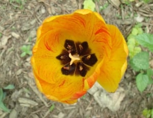 yellow poppy flower in closeup photography thumbnail
