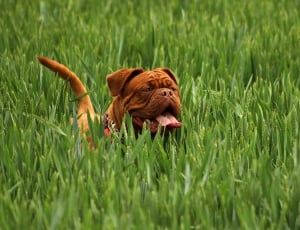 brown short coat dog on green grass during daytime thumbnail