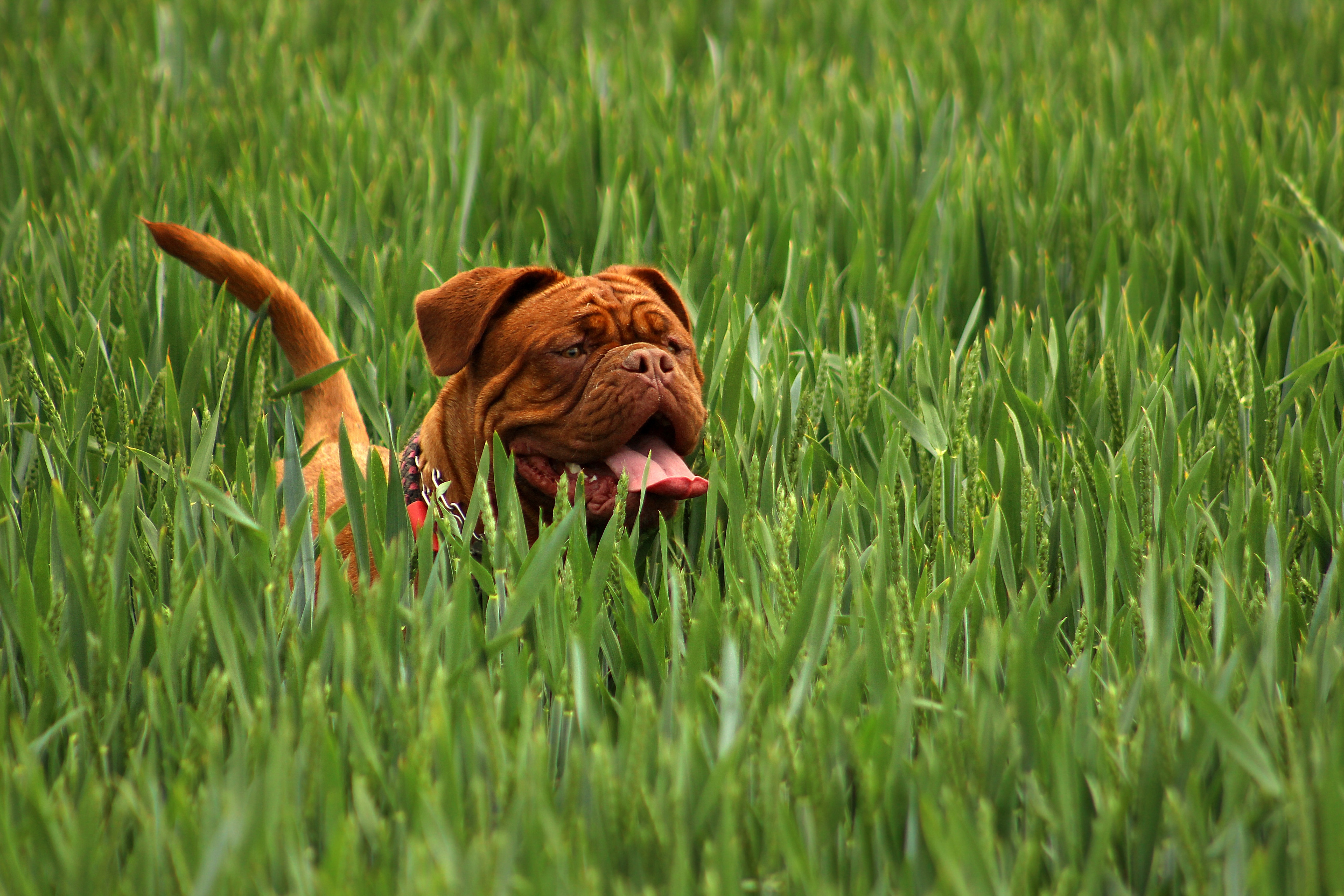 brown short coat dog on green grass during daytime