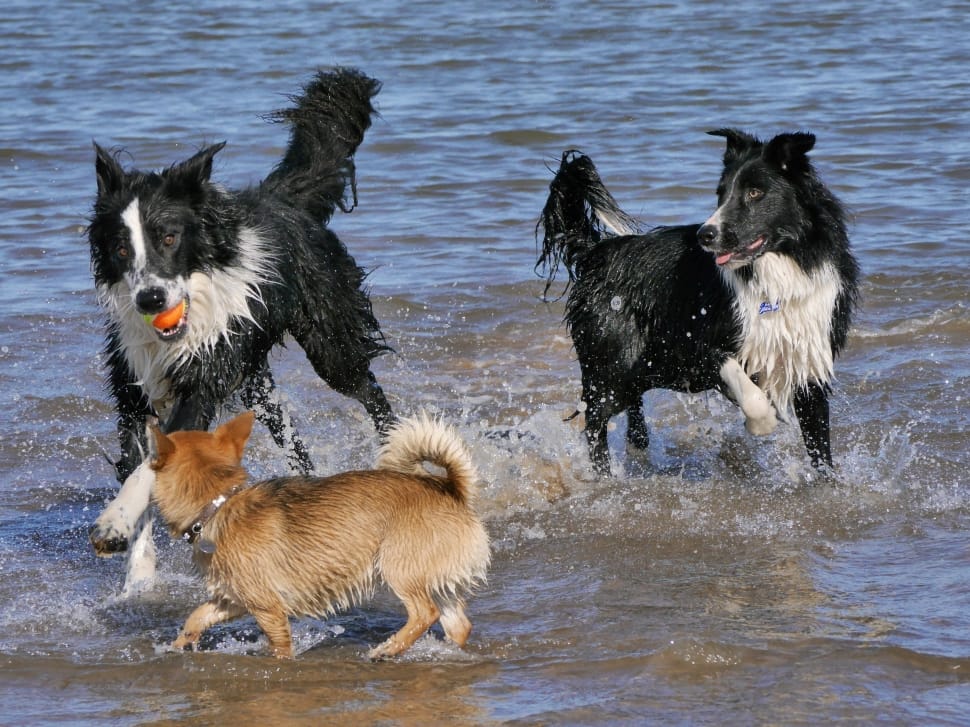 two black-and-white border collie on shallow sea water during daytime preview