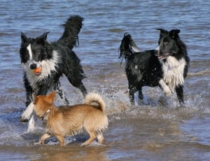 two black-and-white border collie on shallow sea water during daytime thumbnail