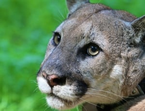 Mountain Lion, Puma, Cougar, Wildlife, one animal, animal head thumbnail