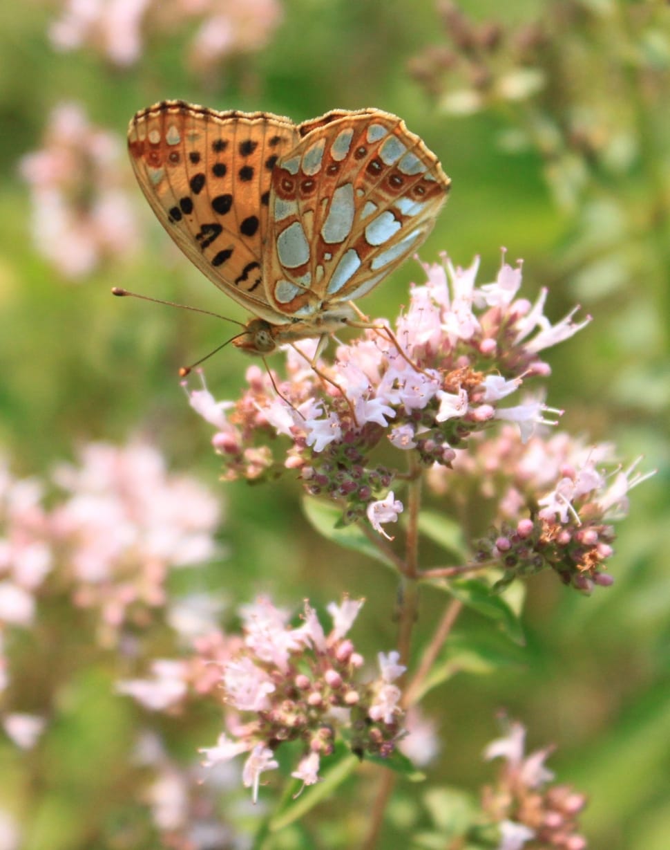 Marbled Fritillary butterfly on white petaled flowers preview