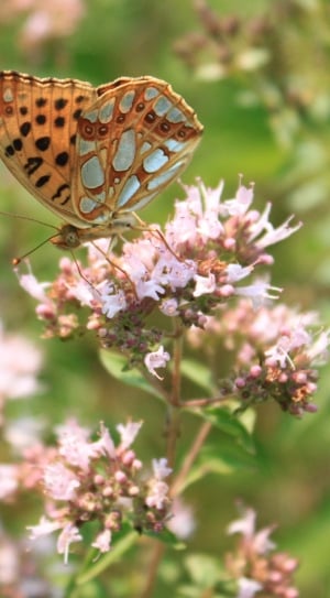 Marbled Fritillary butterfly on white petaled flowers thumbnail