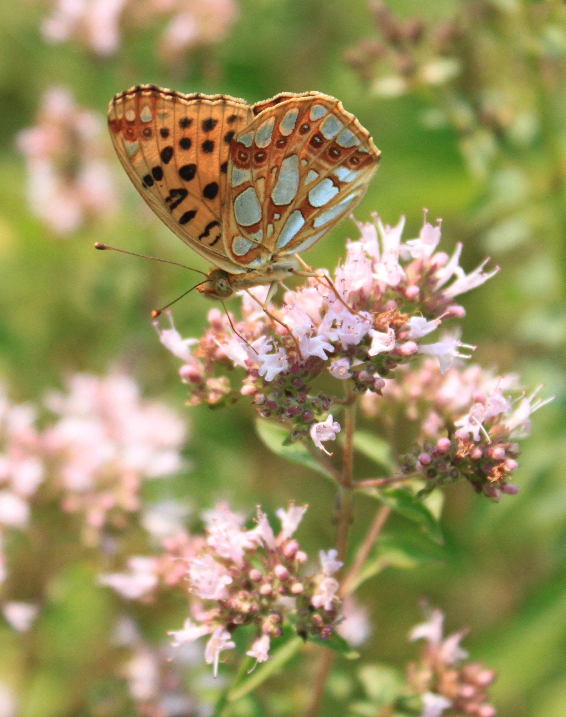 Marbled Fritillary butterfly on white petaled flowers