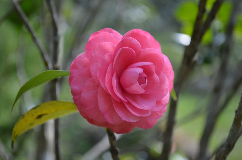 pink japanese camellia in bloom preview